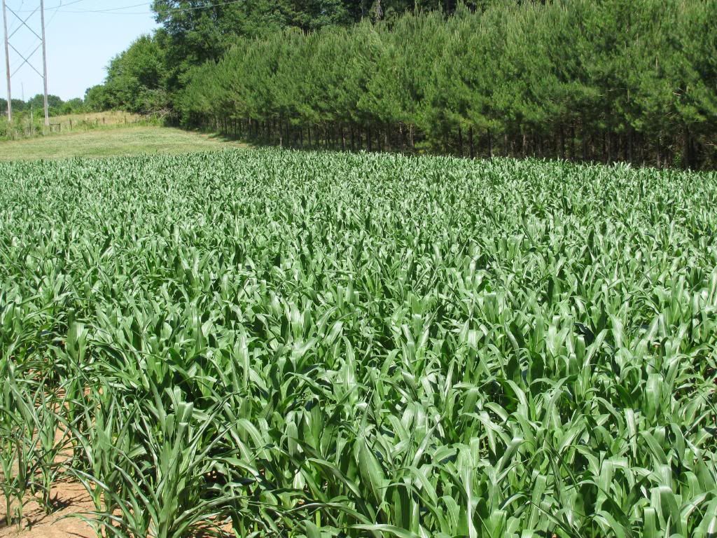 Late summer food plot soybeans, corn question Mississippi Hunting
